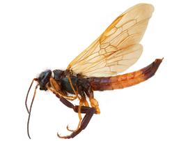   Sirex cyaneus  male lateral habitus; photo by H. Goulet, CNC 
